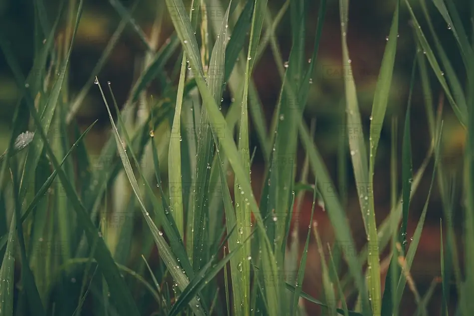 Castlewood Canyon State Park Dew Drops On Grass Blades, Franktown, Colorado · United States