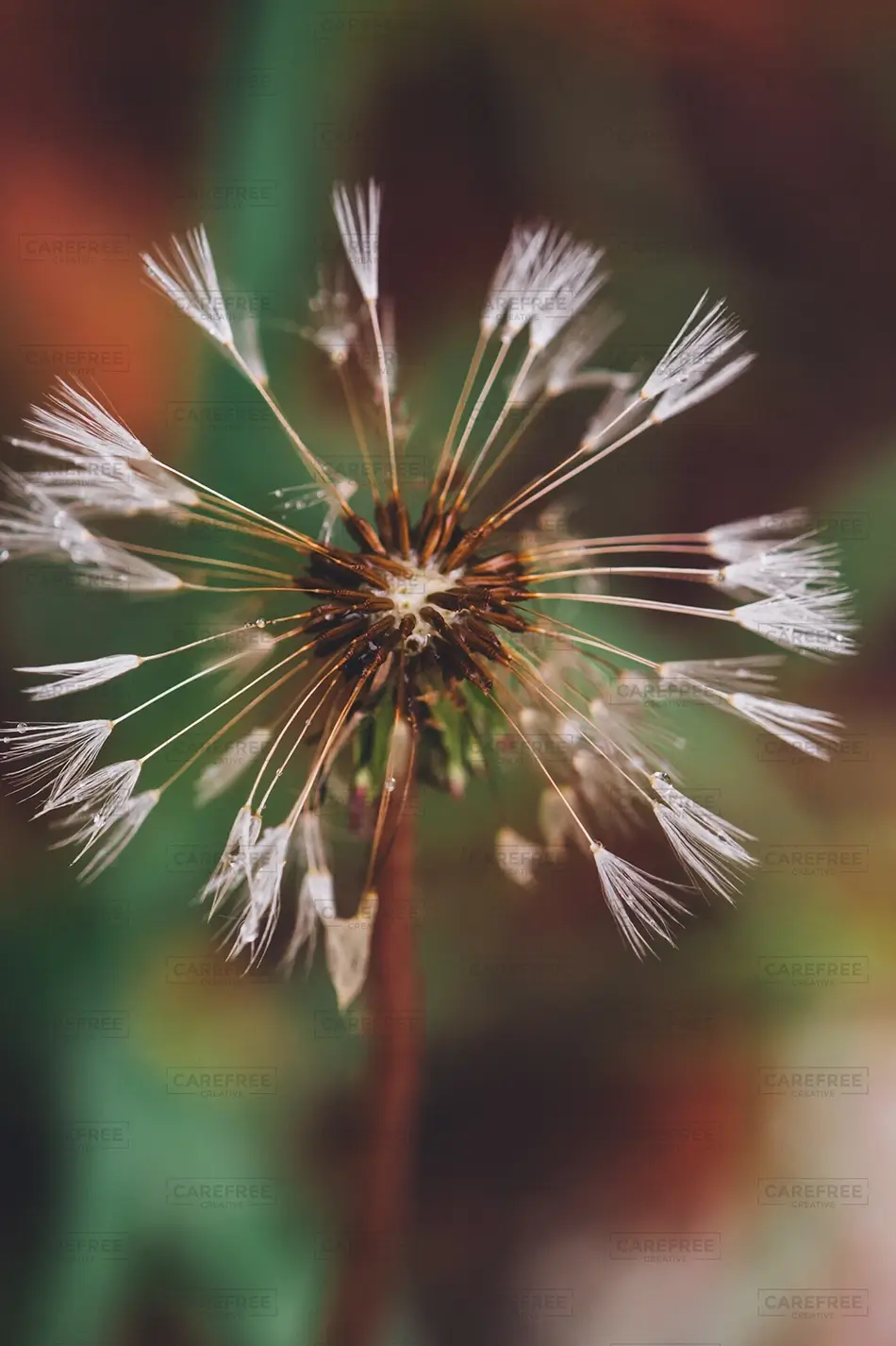 Castlewood Canyon State Park Dewy White Dandelion Seeds, Franktown, Colorado · United States