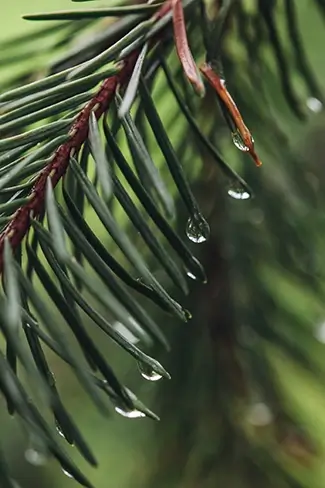 Castlewood Canyon State Park Water Drops On Pine Needles, Franktown, Colorado