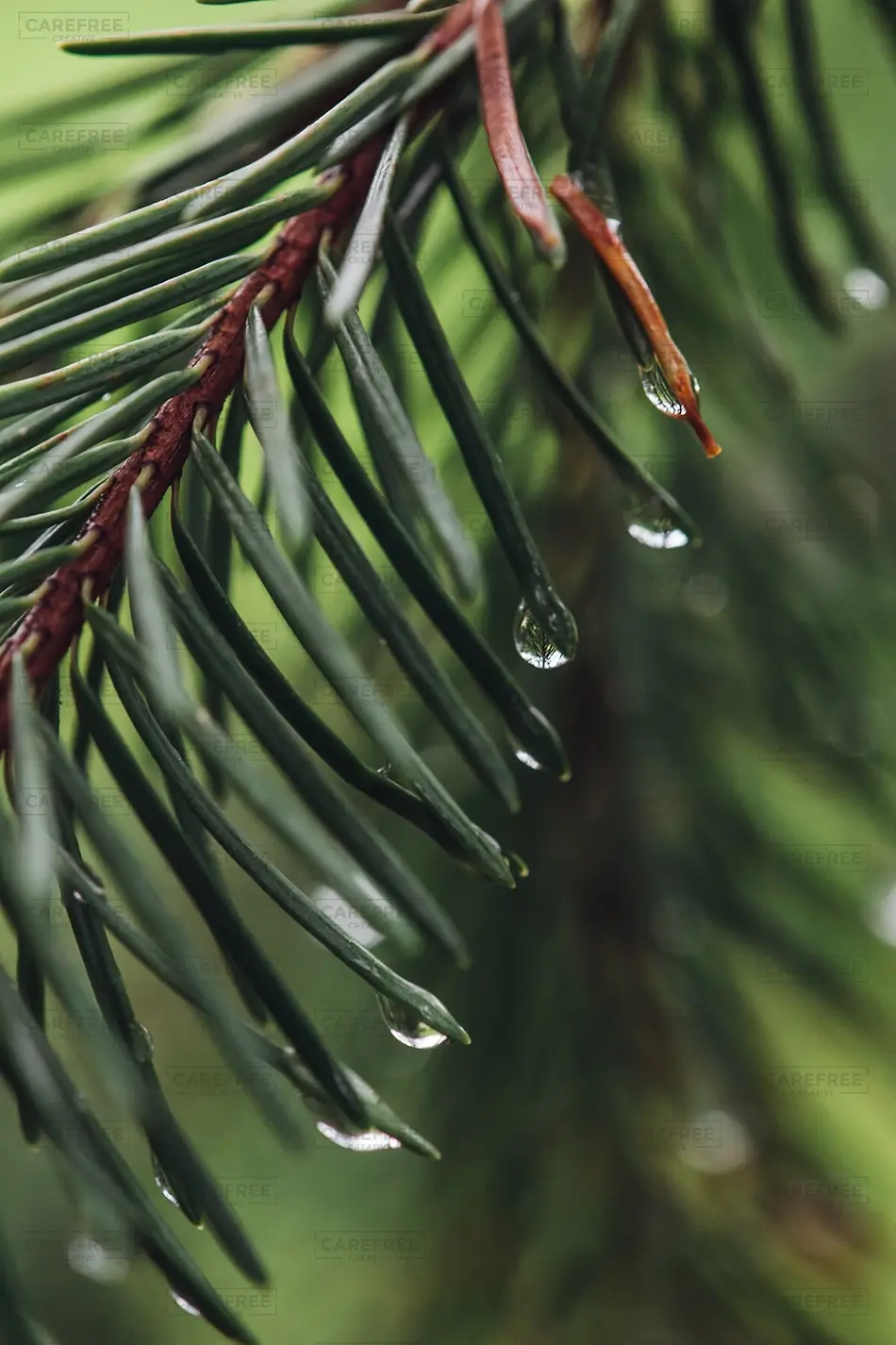 Castlewood Canyon State Park Water Drops On Pine Needles, Franktown, Colorado · United States