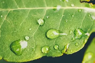 Castlewood Canyon State Park Green Leaf With Water Drops, Franktown, Colorado