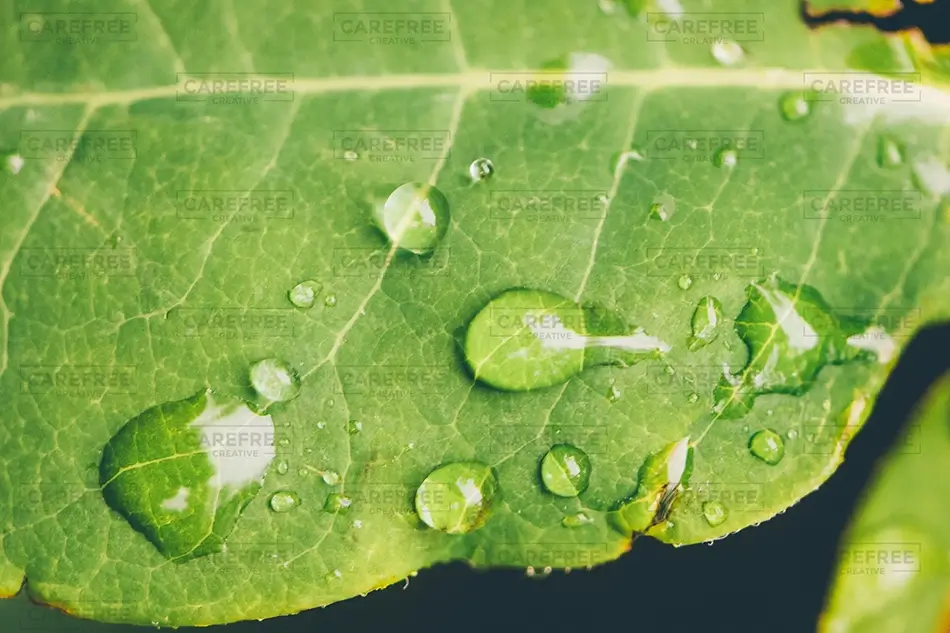 Castlewood Canyon State Park Green Leaf With Water Drops, Franktown, Colorado · United States