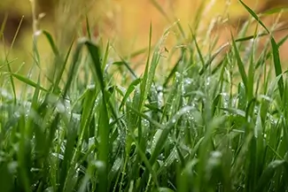 Castlewood Canyon State Park Morning Dew On Green Grass, Franktown, Colorado