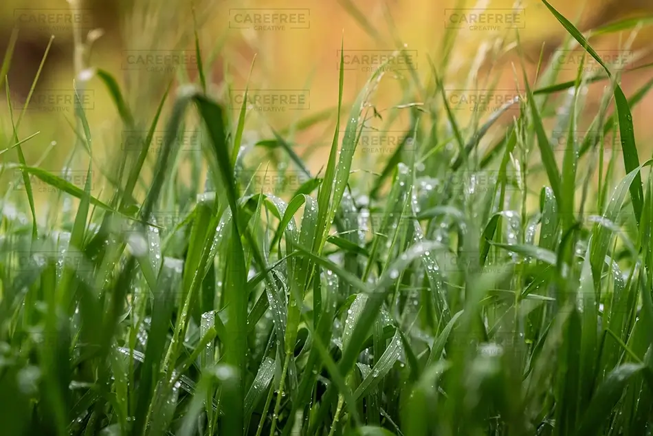 Castlewood Canyon State Park Morning Dew On Green Grass, Franktown, Colorado · United States