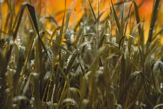 Castlewood Canyon State Park Dew Drops On Green Grass, Franktown, Colorado