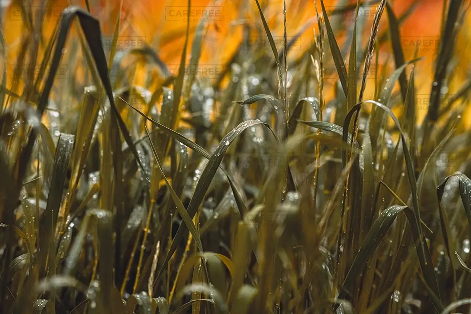 Castlewood Canyon State Park Dew Drops On Green Grass, Franktown, Colorado · United States