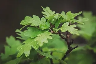 Castlewood Canyon State Park Raindrops On Fresh Foliage, Franktown, Colorado
