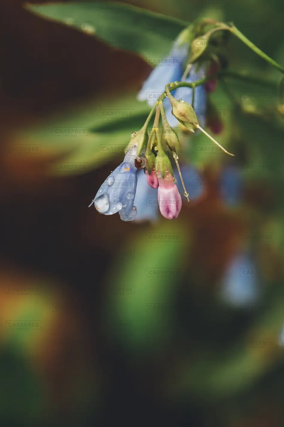 Castlewood Canyon State Park Bluebells With Morning Dew, Franktown, Colorado · United States