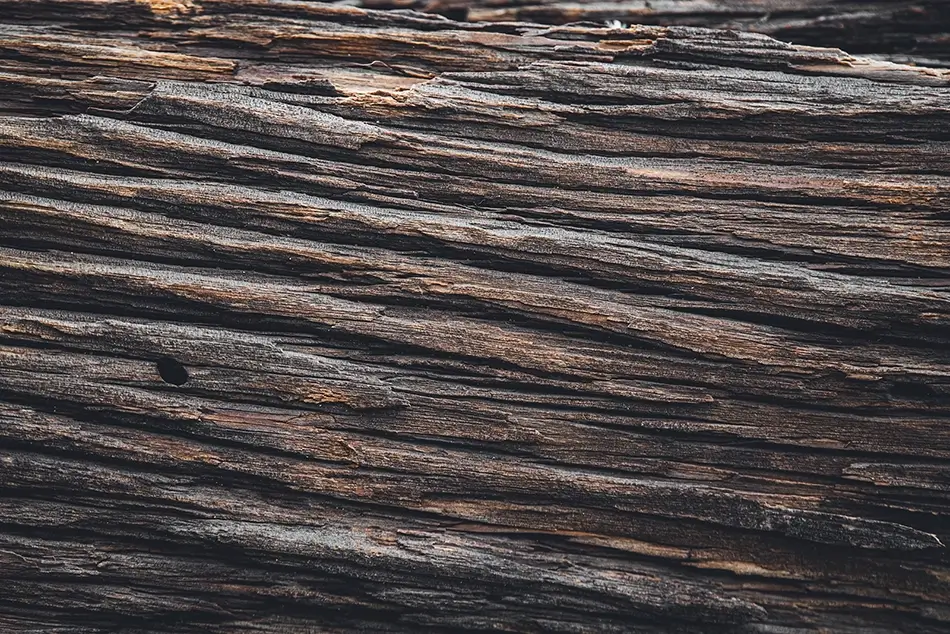 Castlewood Canyon State Park Weathered Dark Wood Texture