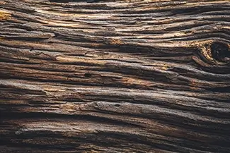 Castlewood Canyon State Park Weathered Wood Grain Texture, Franktown, Colorado
