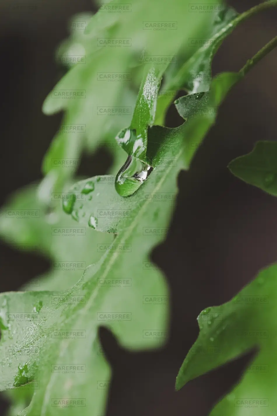 Castlewood Canyon State Park Water Drop On Green Leaf, Franktown, Colorado · United States