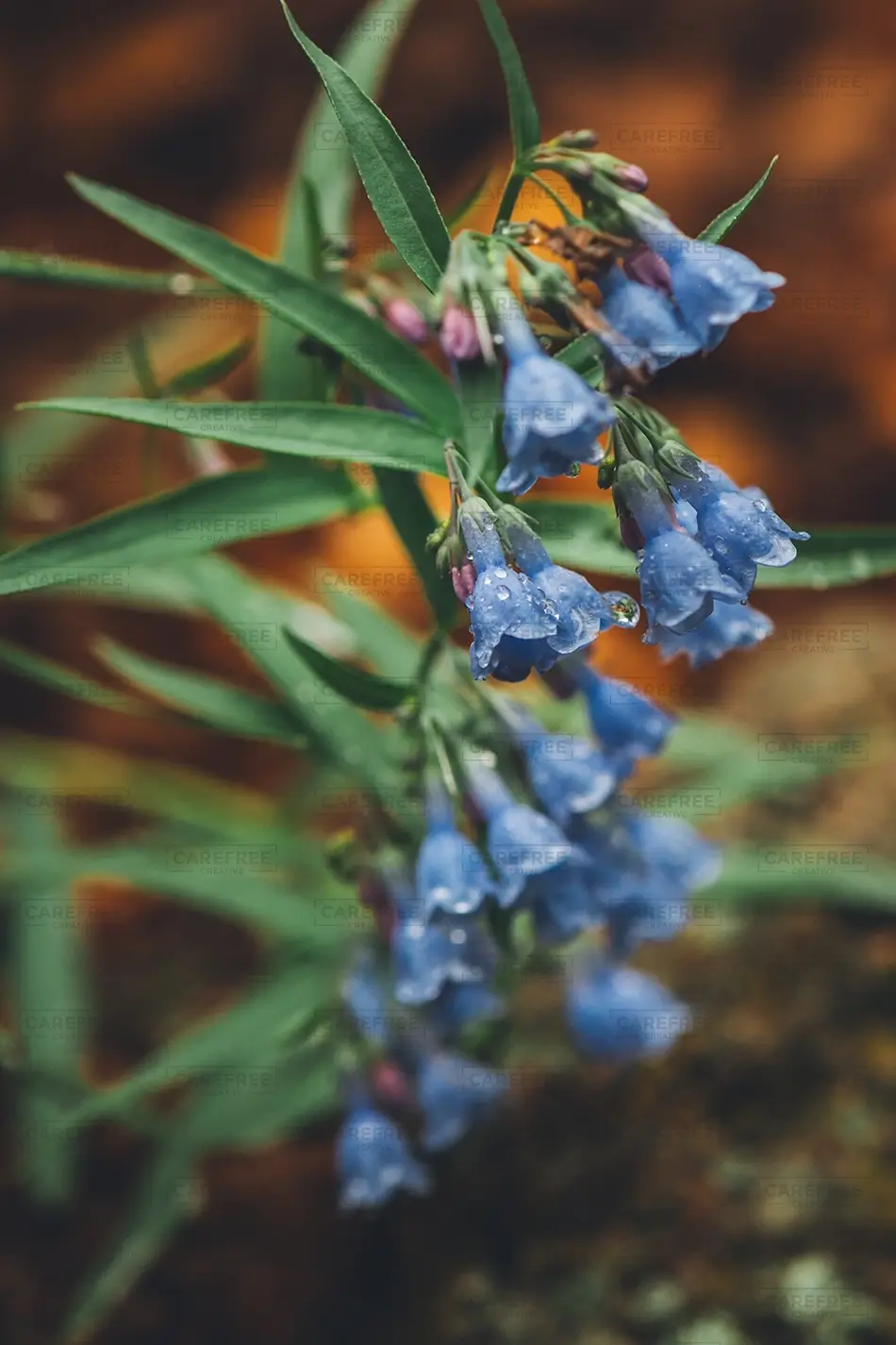 Castlewood Canyon State Park Blue Bell Flowers With Droplets, Franktown, Colorado · United States