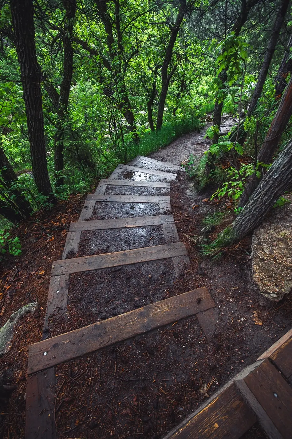 Castlewood Canyon State Park Wooden Steps Through Lush Forest, Franktown, Colorado · United States