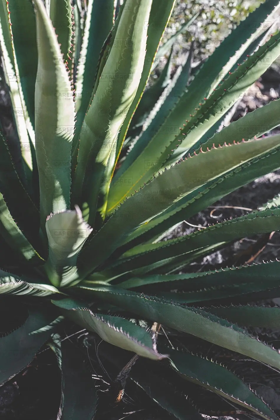 Chiricahua National Monument Backlit Agave Rosette, Willcox, Arizona · United States