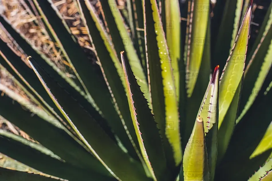 Chiricahua National Monument Agave Leaves and Spines, Willcox, Arizona · United States