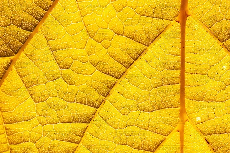 Chutes Jean-Larose Autumn Leaf Detail