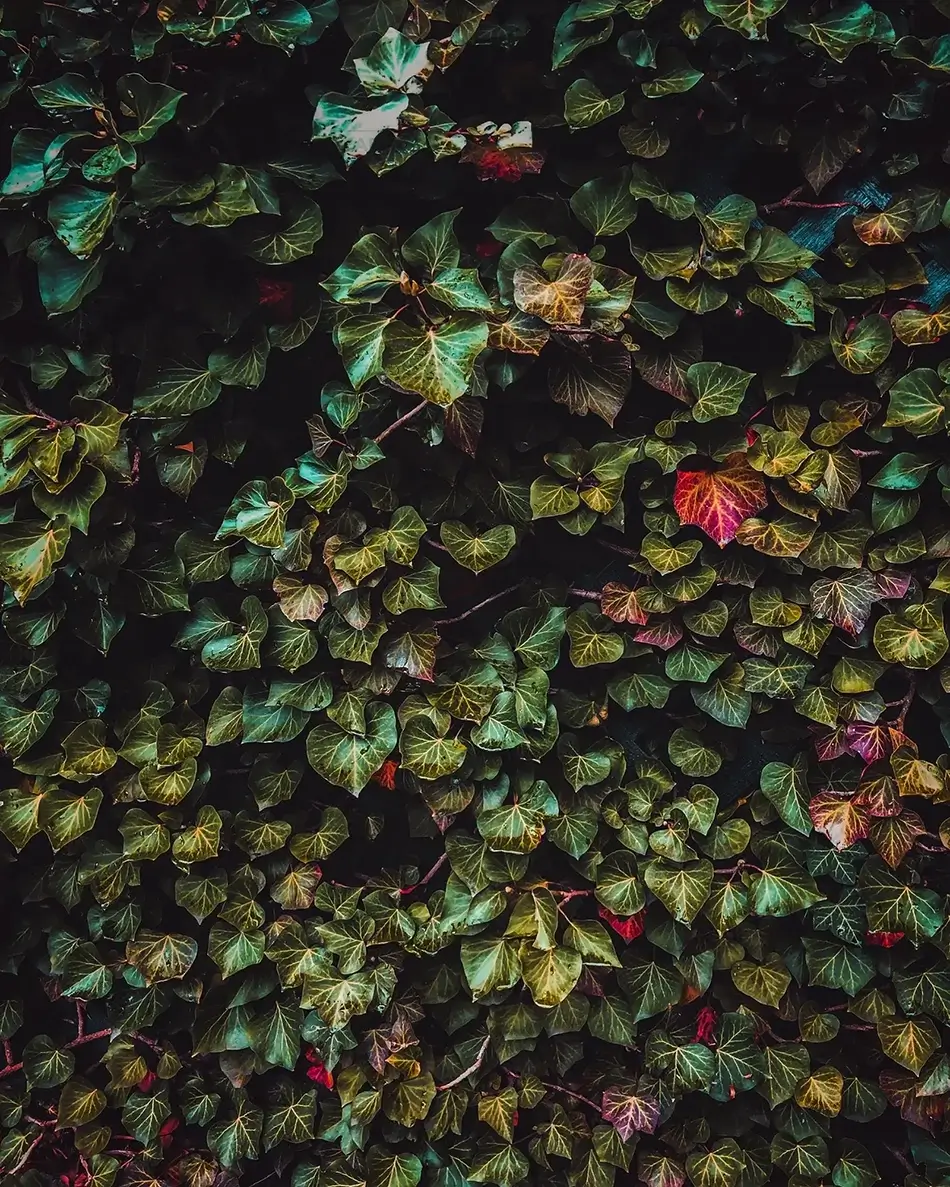 City of Brookline Autumn Leaves Mosaic, Brookline, Massachusetts · United States