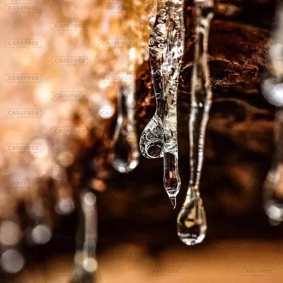 Clifford Park Glistening Sap, Biddeford, Maine · United States