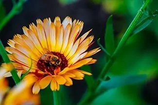 Coastal Maine Botanical Gardens Vibrant Bee Encounter On A Calendula Flower, Boothbay, Maine