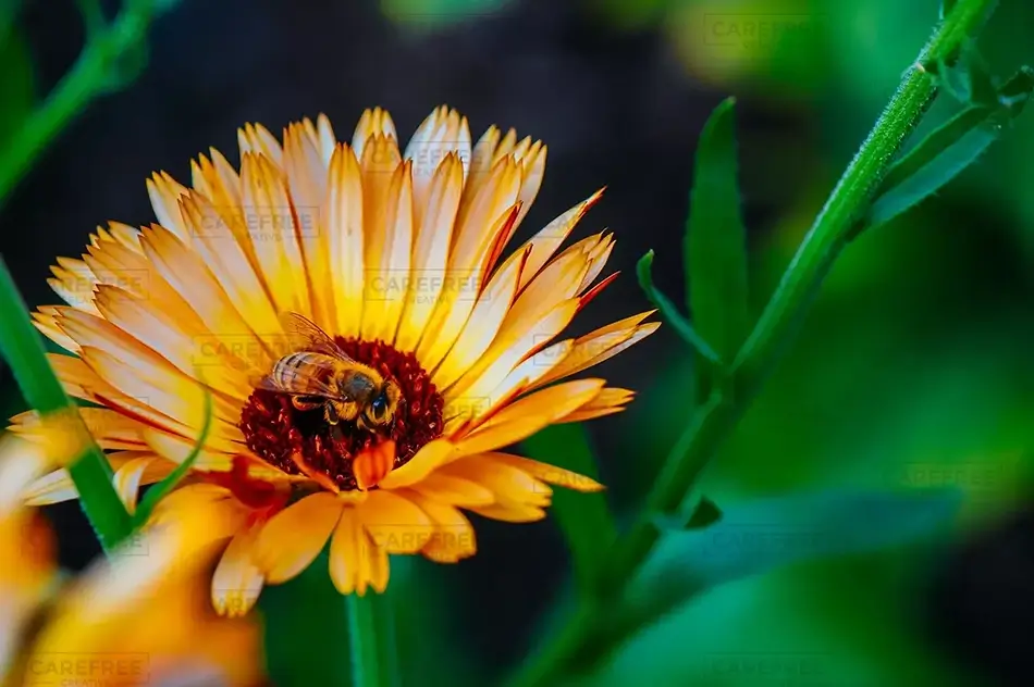 Coastal Maine Botanical Gardens Vibrant Bee Encounter On A Calendula Flower, Boothbay, Maine · United States