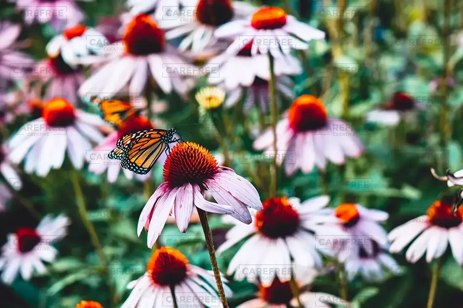 Coastal Maine Botanical Gardens Monarch Majesty On Echinacea Purple Coneflower, Boothbay, Maine · United States