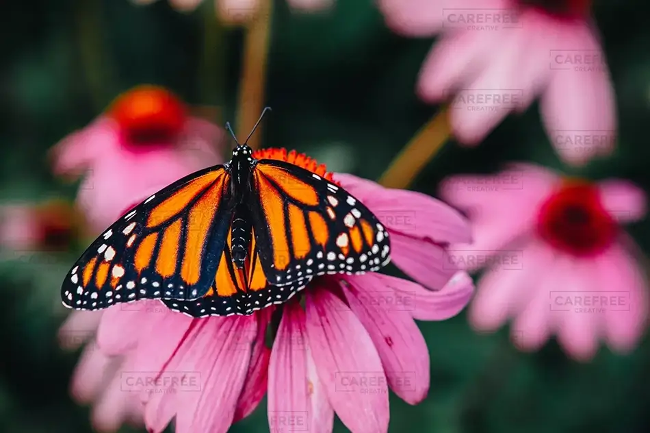 Coastal Maine Botanical Gardens Monarch on Pink Echinacea Coneflower Petals, Boothbay, Maine · United States