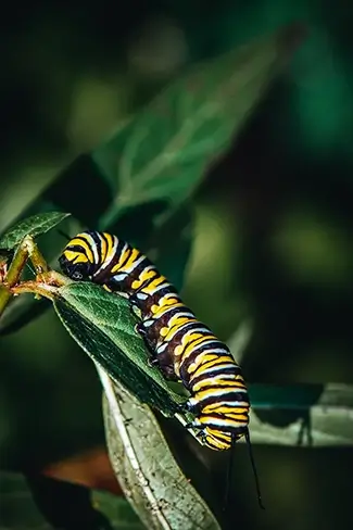 Coastal Maine Botanical Gardens Monarch Caterpillar Camouflage, Boothbay, Maine