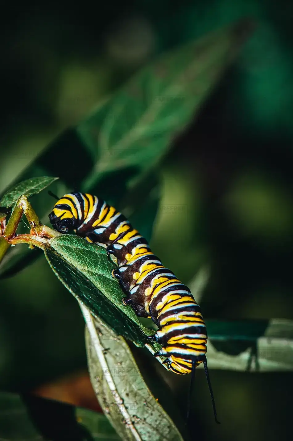 Coastal Maine Botanical Gardens Monarch Caterpillar Camouflage, Boothbay, Maine · United States