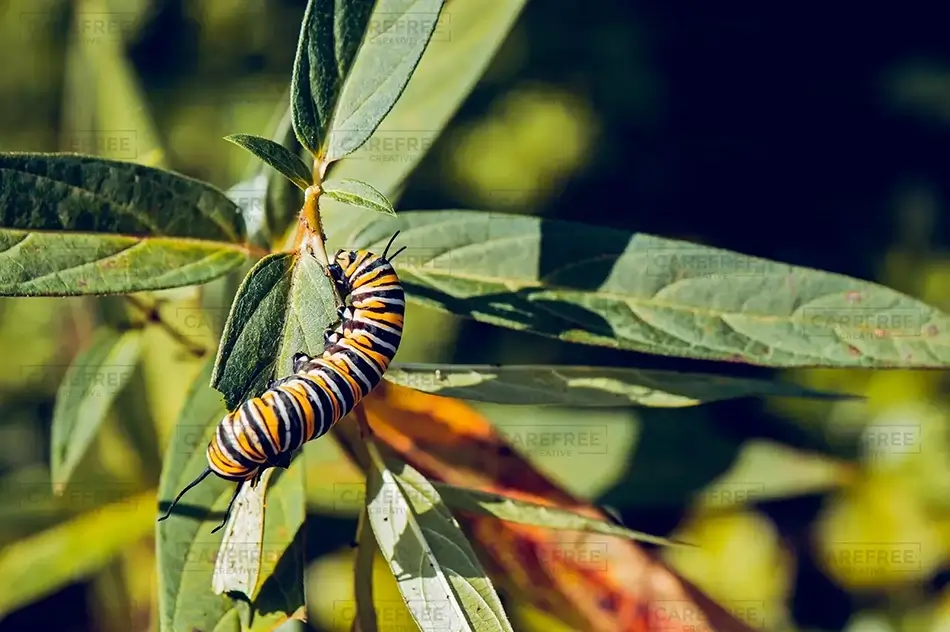 Coastal Maine Botanical Gardens Monarch Caterpillar Journey, Boothbay, Maine · United States