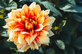 Coastal Maine Botanical Gardens Orange Dahlia Radiance, Boothbay, Maine