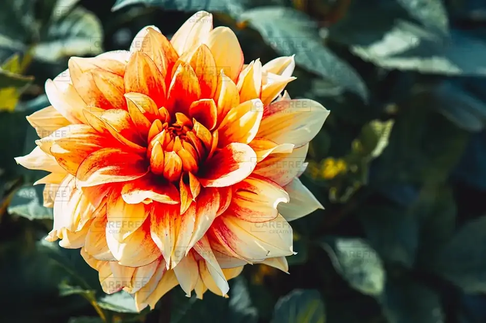 Coastal Maine Botanical Gardens Orange Dahlia Radiance, Boothbay, Maine · United States