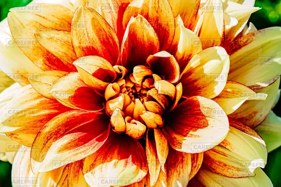 Coastal Maine Botanical Gardens Blushing Dahlia Close-Up, Boothbay, Maine · United States