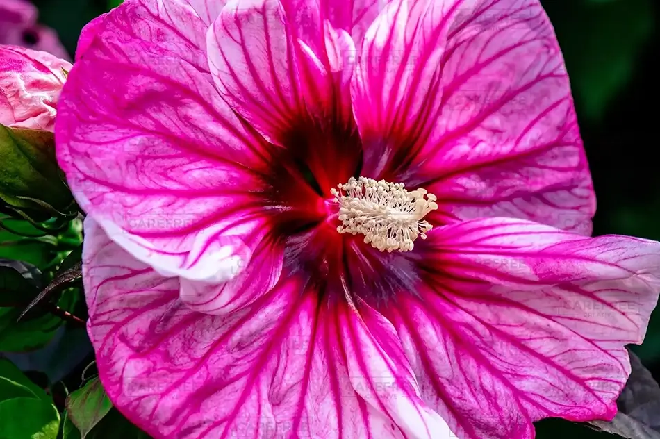 Coastal Maine Botanical Gardens Hibiscus Vein Patterns, Boothbay, Maine · United States