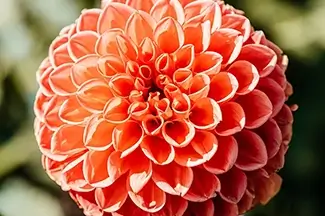 Coastal Maine Botanical Gardens Blushing Dahlia, Boothbay, Maine