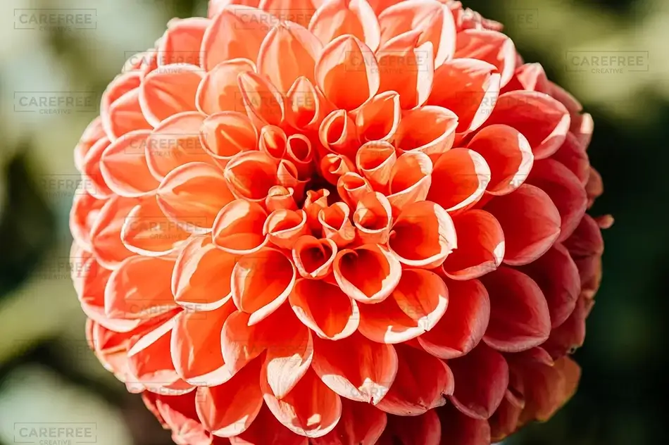 Coastal Maine Botanical Gardens Blushing Dahlia, Boothbay, Maine · United States