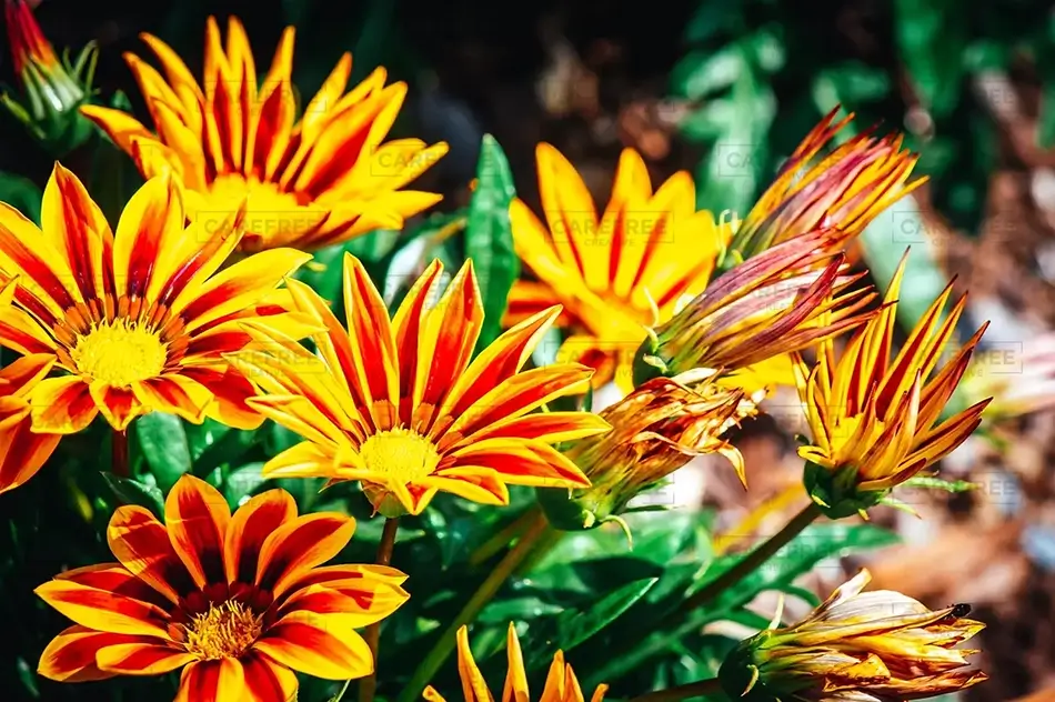 Coastal Maine Botanical Gardens Vivid Treasure Flowers, Boothbay, Maine · United States