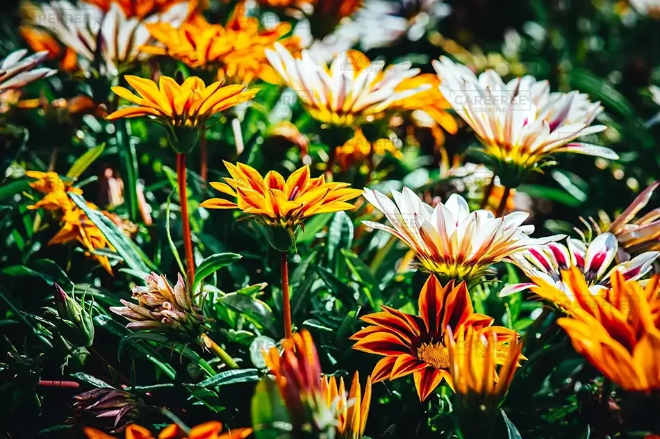 Coastal Maine Botanical Gardens Sunburst Treasure Flower Bed, Boothbay, Maine · United States