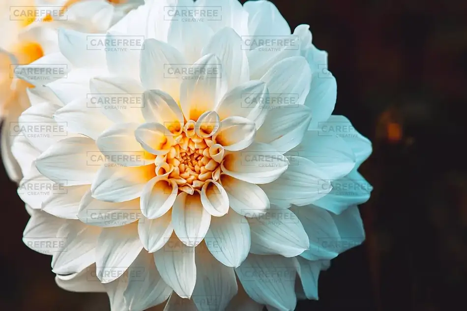 Coastal Maine Botanical Gardens Pristine White Dahlia, Boothbay, Maine · United States