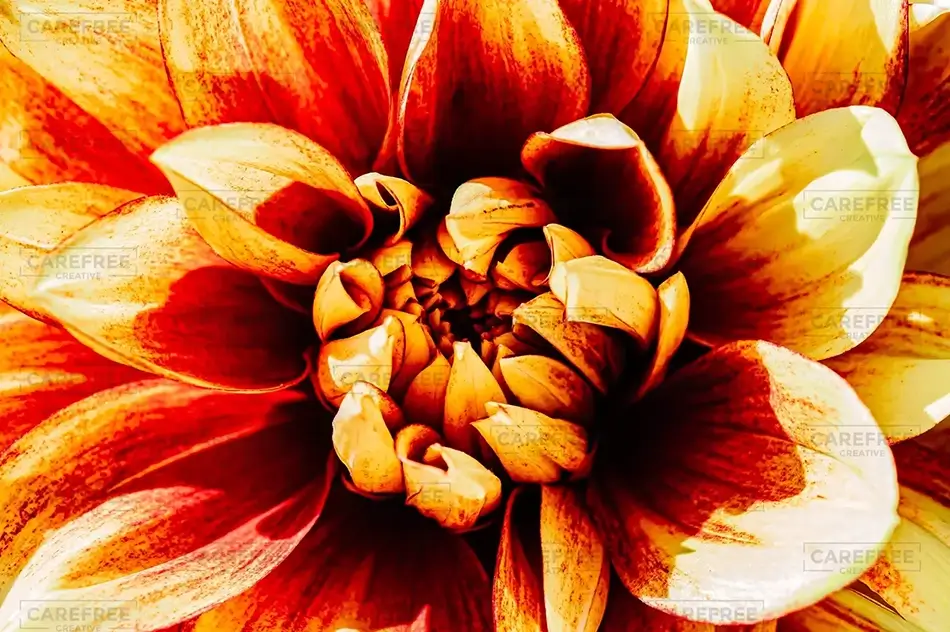Coastal Maine Botanical Gardens Radiant Dahlia Flower Petal Close Up, Boothbay, Maine · United States