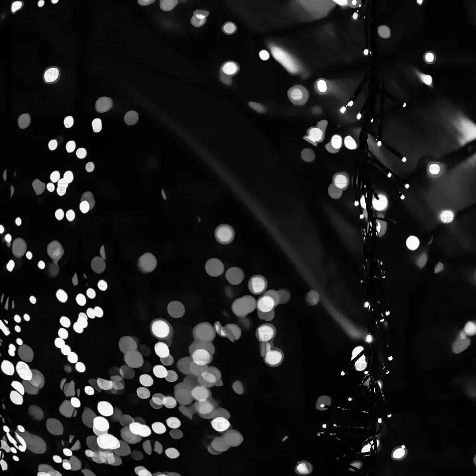 Coastal Maine Botanical Gardens Enchanted Evening Lights, Boothbay, Maine · United States