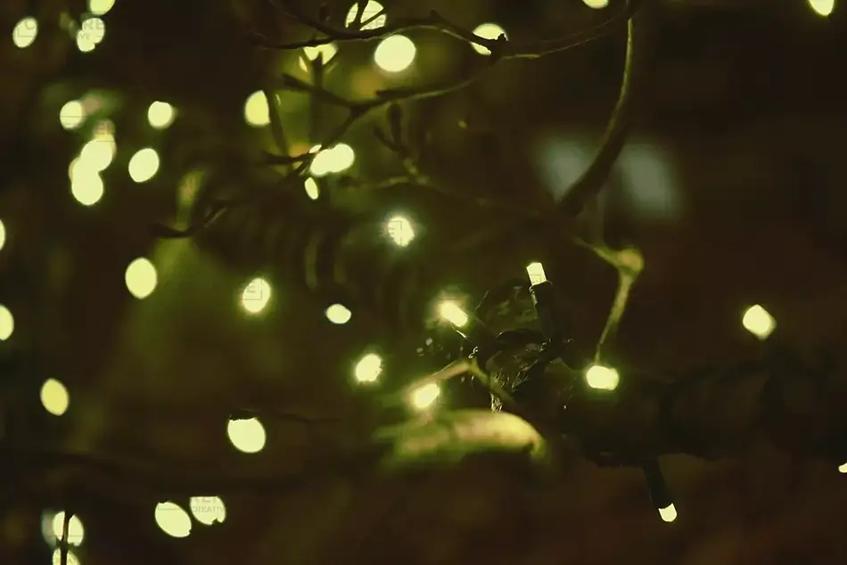 Coastal Maine Botanical Gardens Intimate Illumination on Branches, Boothbay, Maine · United States