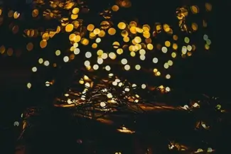 Coastal Maine Botanical Gardens Luminous Foliage Night Scene, Boothbay, Maine