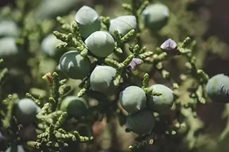 Colorado National Monument Green Juniper Berries Macro, Grand Junction, Colorado
