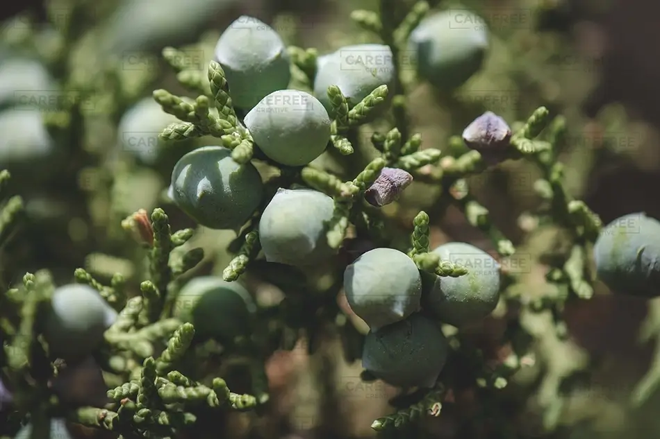 Colorado National Monument Green Juniper Berries Macro, Grand Junction, Colorado · United States