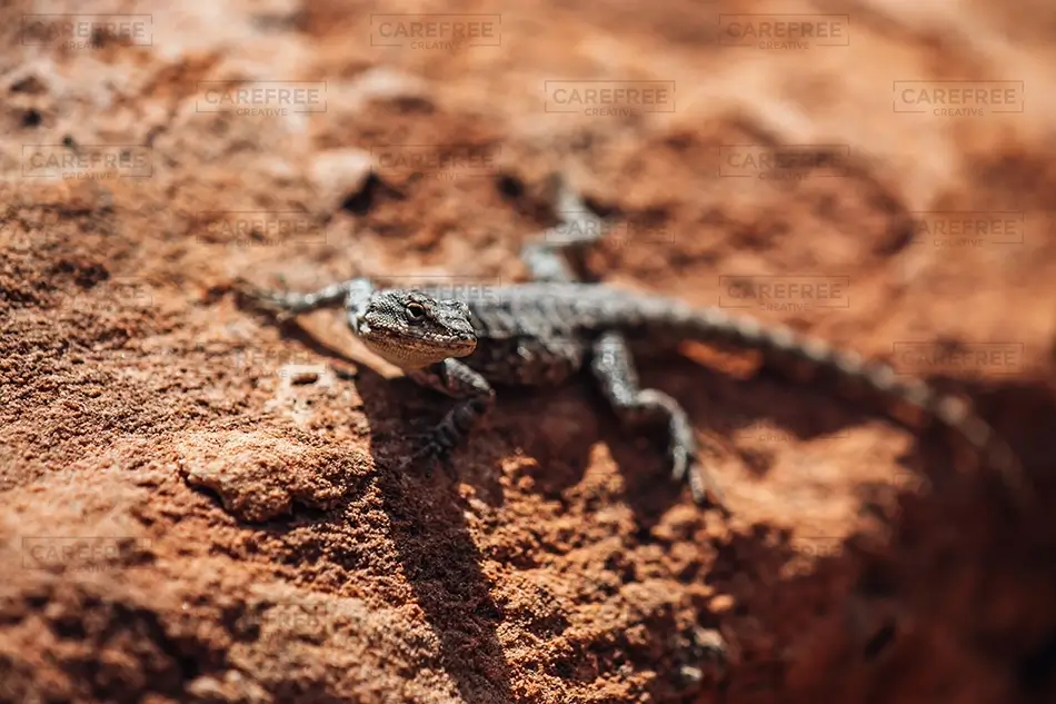 Colorado National Monument Lizard On Rock, Grand Junction, Colorado · United States