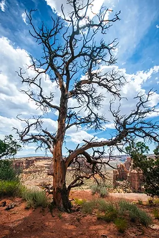 Colorado National Monument Scenic Landscape with Dead Tree, Grand Junction, Colorado