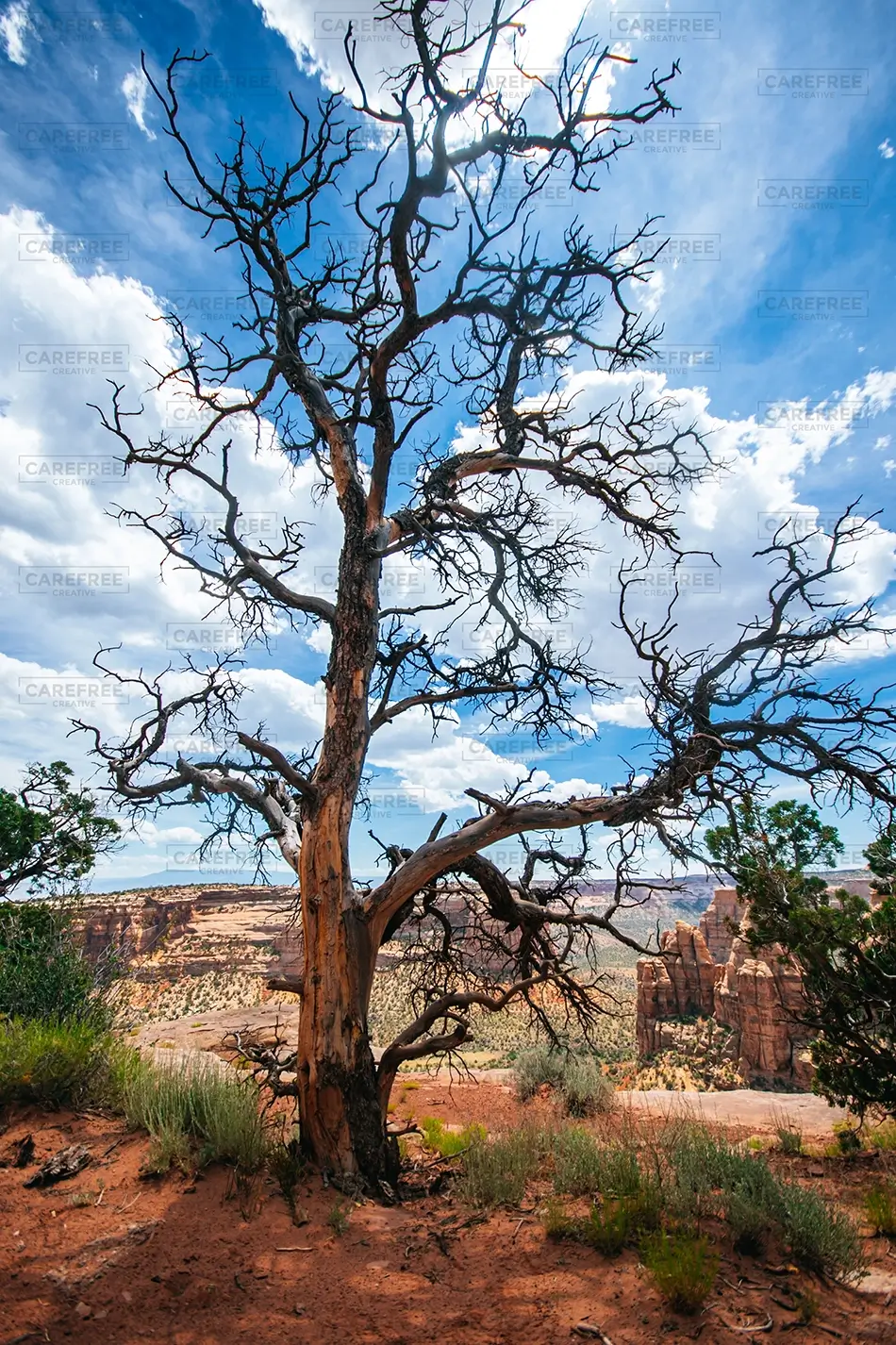 Colorado National Monument Scenic Landscape with Dead Tree, Grand Junction, Colorado · United States