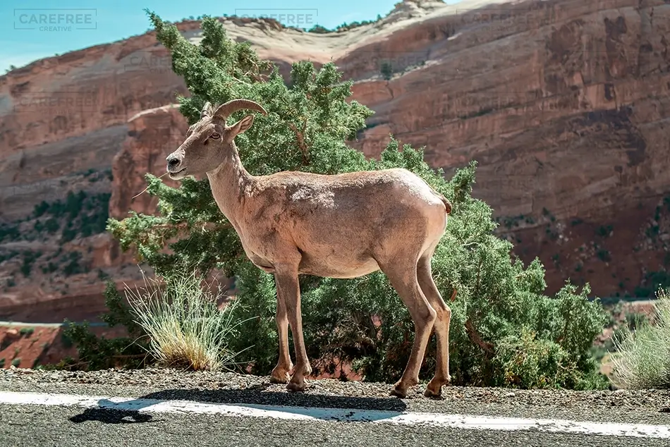 Colorado National Monument Bighorn Sheep Near Roadside, Grand Junction, Colorado · United States