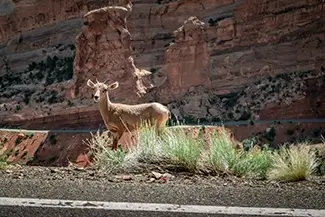 Colorado National Monument Bighorn Sheep Standing Tall, Grand Junction, Colorado