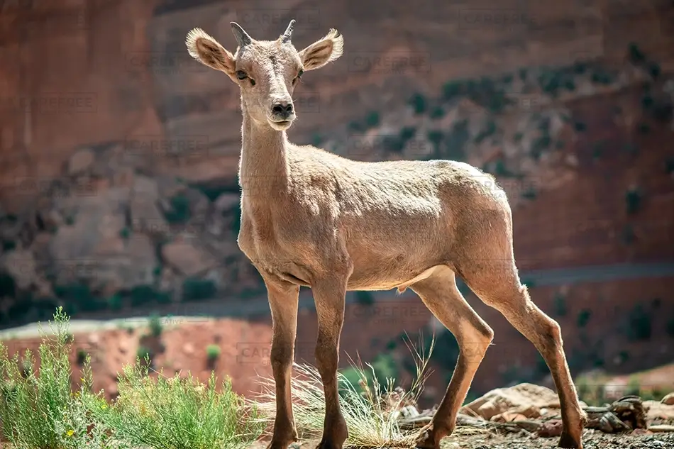 Colorado National Monument Bighorn Sheep on Rocky Terrain, Grand Junction, Colorado · United States